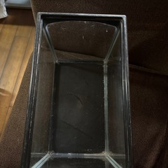 8月処分‼️小さな水槽 の画像