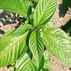 モロヘイヤ‼️