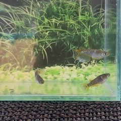 品種めだかの画像