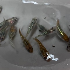 メダカ　ラメMIX　の画像