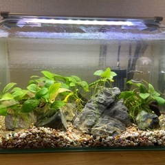 【熱帯魚セット】ブラックネオンテトラ3匹＋ガラス水槽＋器具一式
