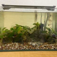 【熱帯魚セット】ブラックネオンテトラ3匹＋ガラス水槽＋器具一式の画像