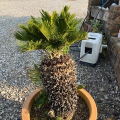 蘇鉄　ソテツの画像