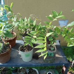 藤の木 　小鉢の画像