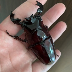 色んな種類のクワガタ、カブトムシ！お子さんのプレゼントに！の画像