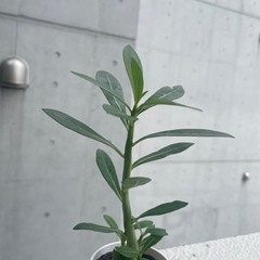 アデニウムの画像