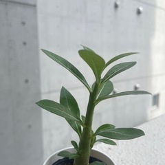 アデニウムの画像