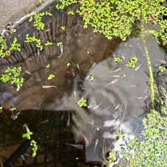 糸子 稚魚　メダカ 種類はわかりません の画像