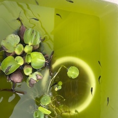 オロチメダカ成魚　7匹