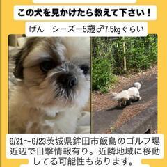 ワンちゃん（シーズー）探してます。