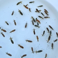 7/6更新　らんちゅう（金魚、桜錦稚魚20匹 ）の画像