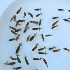 7/6更新　らんちゅう（金魚、桜錦稚魚20匹 ）の画像