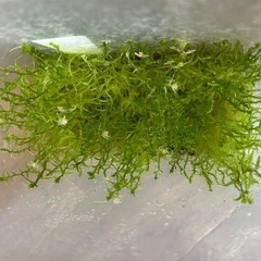生水苔-北海道産-　の画像