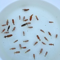 7/6更新　らんちゅう（金魚、桜錦稚魚15匹）の画像