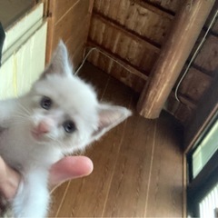 ご近所さんに子猫が産まれました