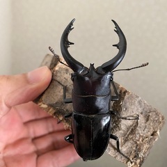 ❗️今週いっぱい❗️２年物！奄美ノコギリクワガタ73mm♂の画像