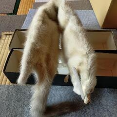 狐の襟巻きの画像