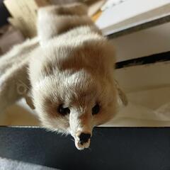 狐の襟巻きの画像