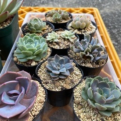 多肉植物　お得セットの画像