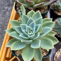多肉植物　お得セットの画像