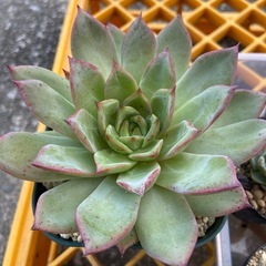 多肉植物　お得セットの画像
