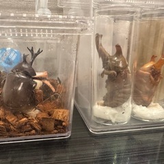 本日！カブトムシ成虫♂♀のお渡し会！※ 残りオスわずか　【7/12土夜】の画像
