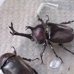 本日！カブトムシ成虫♂♀のお渡し会！※ 残りオスわずか　【7/12土夜】の画像