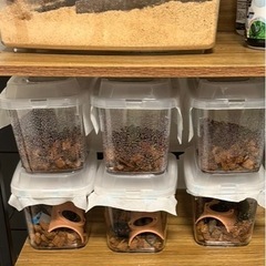 本日！カブトムシ成虫♂♀のお渡し会！※ 残りオスわずか　【7/12土夜】の画像