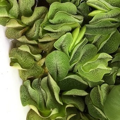 メダカに合う浮草です。の画像