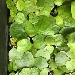 メダカに合う浮草です。の画像