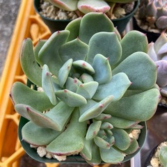 多肉植物　お得セットの画像