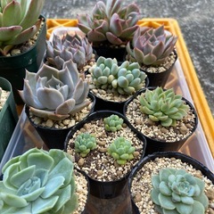 多肉植物　お得セットの画像