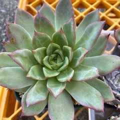 多肉植物　お得セットの画像