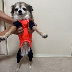 【OUTDOOR】小型犬 ラッシュガードの画像