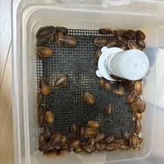 【売り切れ】デュビアS～Lサイズ 50匹～100匹