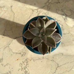 多肉植物
の画像