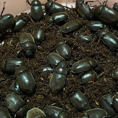 カブトムシ成虫（オス、メス　1ペア）の画像