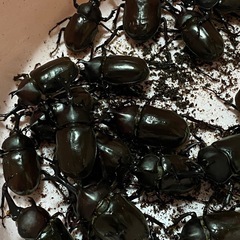カブトムシ成虫（オス、メス　1ペア）の画像