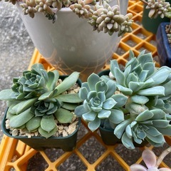 多肉植物　仕立て直し　お得セットの画像
