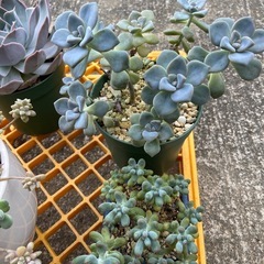 多肉植物　仕立て直し　お得セットの画像