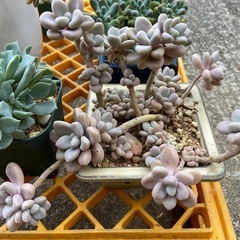 多肉植物　仕立て直し　お得セットの画像