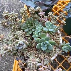 多肉植物　仕立て直し　お得セットの画像