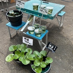 着物生地、帯、パッチワーク用生地300〜600円　浴衣入荷1,000円〜の画像