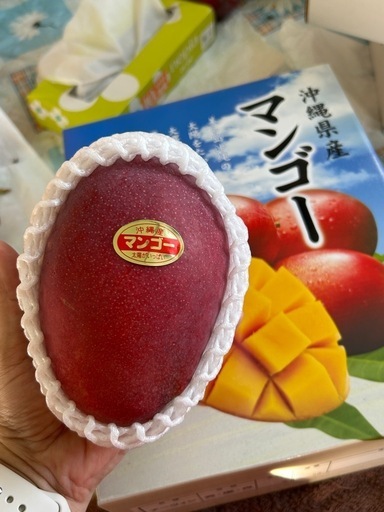 沖縄県産マンゴー (あこ) 与野の食品の中古あげます・譲ります 