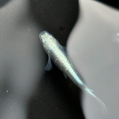 メダカ🐟マリアージュリアルロングフィン成魚の画像