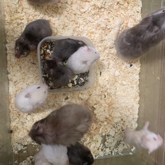 ⭐︎カラーハムスター⭐︎生後１か月