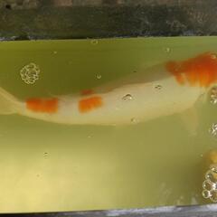 鯉　30センチと60センチ水槽　ろ過器の画像