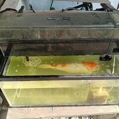 鯉　30センチと60センチ水槽　ろ過器の画像