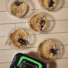 カブトムシお譲りする人が決まりました。の画像