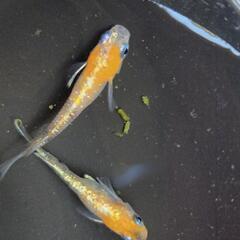 あんみつ　ペア　の画像